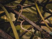 Brown Rope on Green Leaf