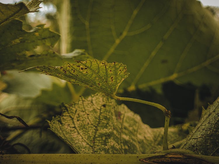 Green Leaves Of Grape Vines In Close Up Photography