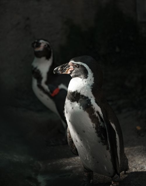 Free Captivating portrait of two Humboldt penguins highlighting their distinct features. Stock Photo