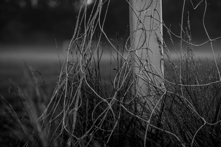 Net In Grass Outdoors