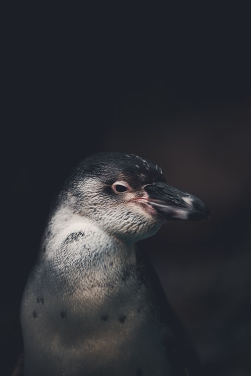 Free Close-up portrait of a penguin with soft lighting and bokeh background, highlighting its features. Stock Photo