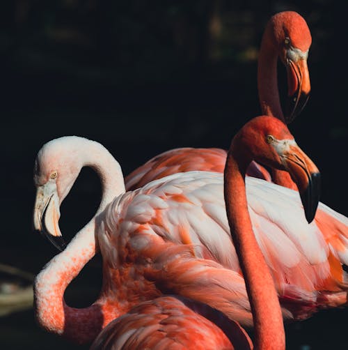 Flamingos in Close Up Photography