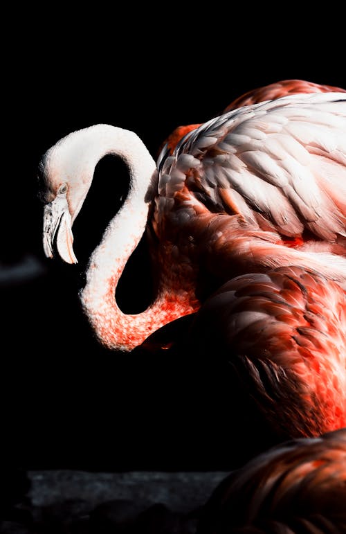 Ingyenes stockfotó állat, flamingó, függőleges lövés témában Stockfotó