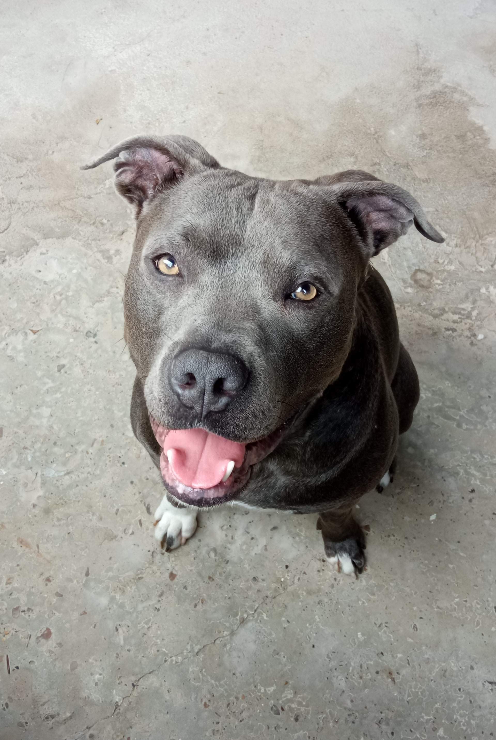 Charming Staffordshire Bull Terrier regardant vers le haut