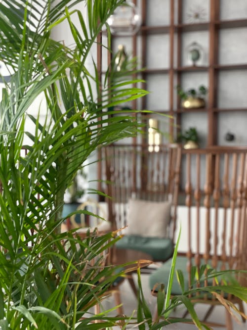 areca palmiyesi, dekorasyon, dikey atış içeren Ücretsiz stok fotoğraf