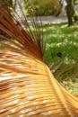 Brown Plant on Green Grass