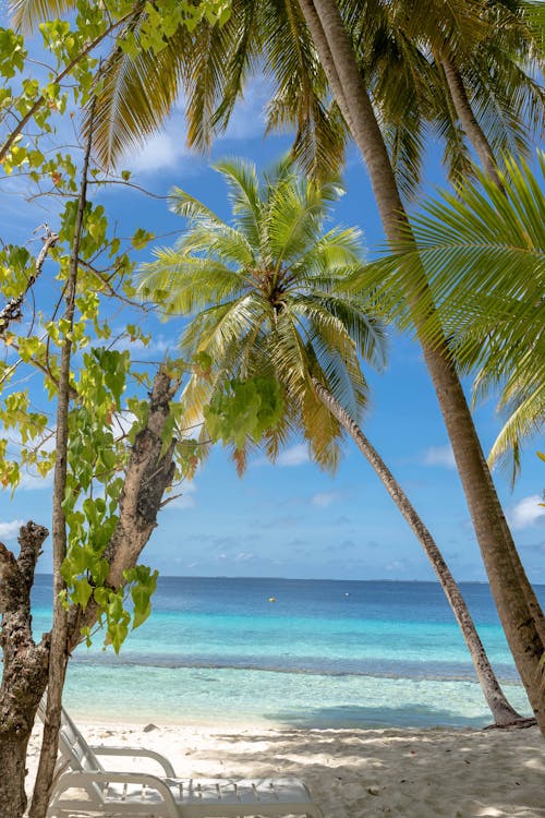 Palm Trees on Shore