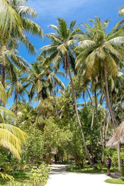dikey atış, Hindistan cevizi ağaçları, Palmiye ağaçları içeren Ücretsiz stok fotoğraf