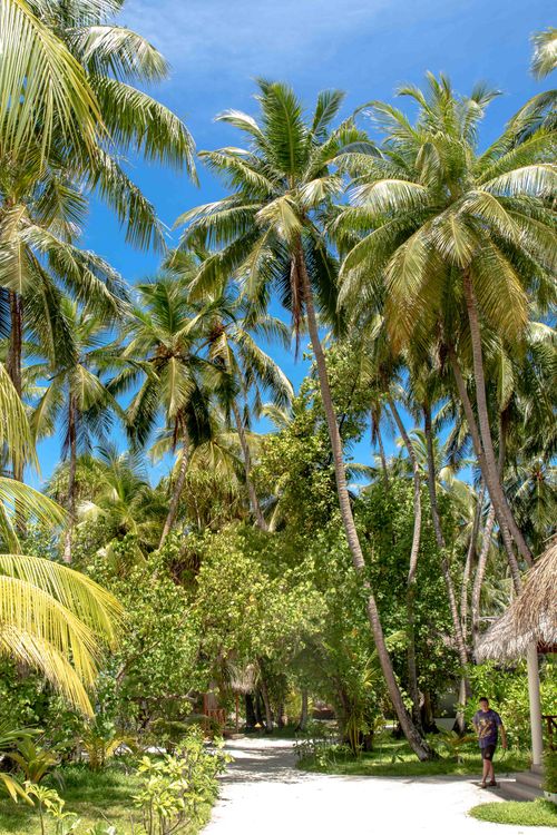 Free Scenic tropical path with lush palm trees and a bright blue sky overhead. Stock Photo