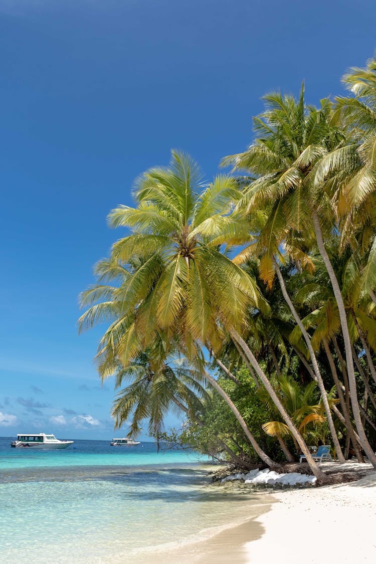 Coconut Trees On The Beach