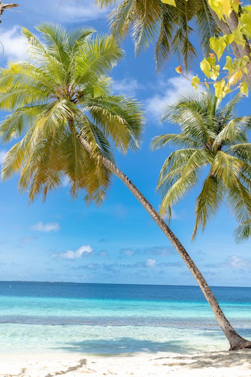 垂直拍摄, 棕櫚樹, 海濱 的 免费素材图片