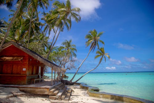 Безкоштовне стокове фото на тему «берег моря, вілла, кокосові пальми»