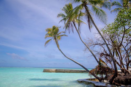 Photograph of Palm Trees Near a Blue Sea