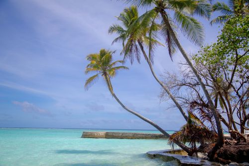 Free Serene tropical beachview featuring tall palm trees swaying against a clear blue sky. Stock Photo