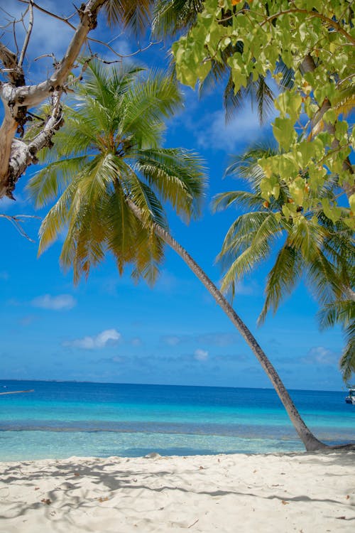 Green Palm Trees Near Sea Under Blue Sky · Free Stock Photo
