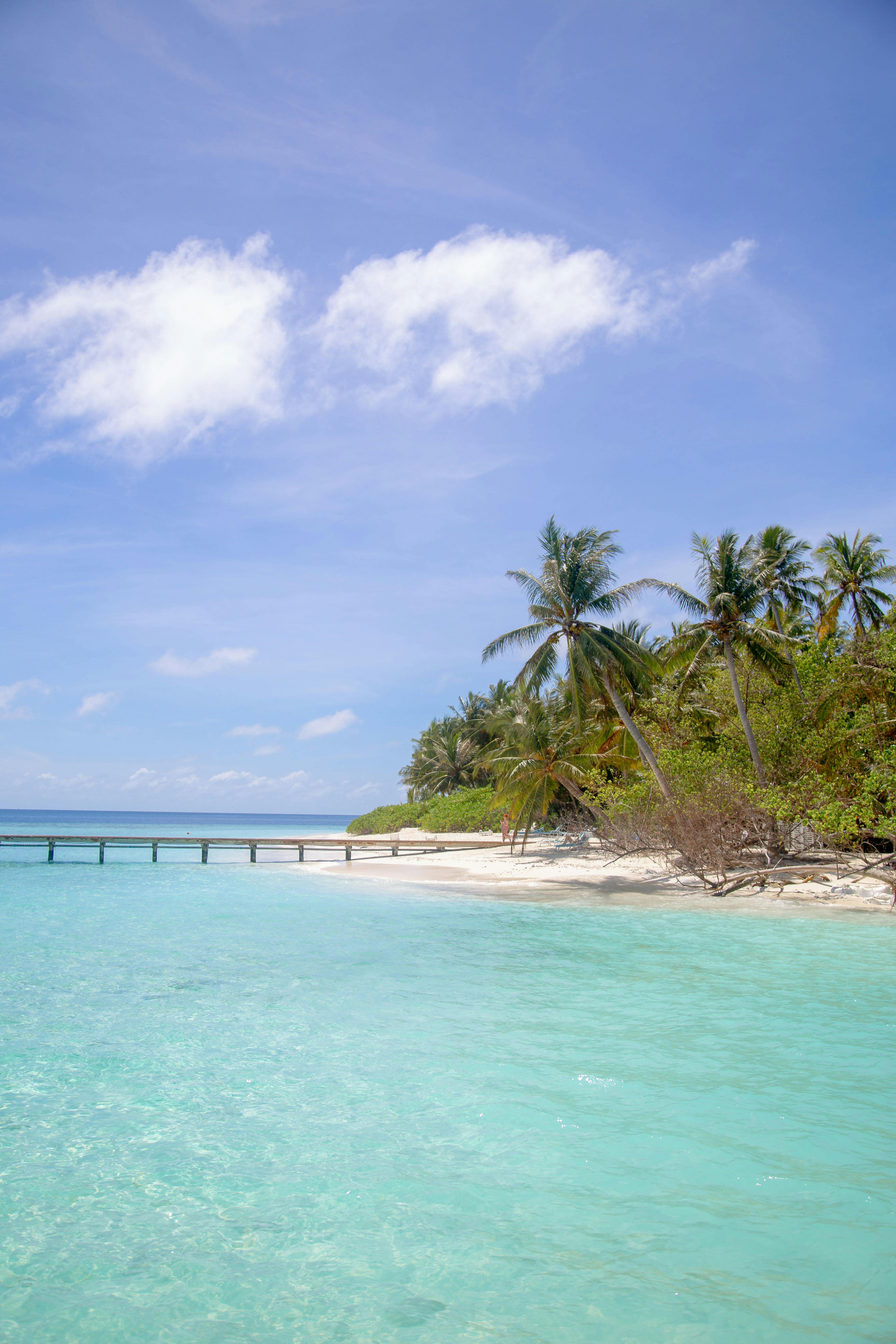 Beach Covered With Coconut Tree Lot · Free Stock Photo