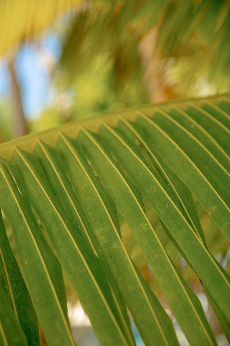 Green Leaflets Of A Coconut Tree