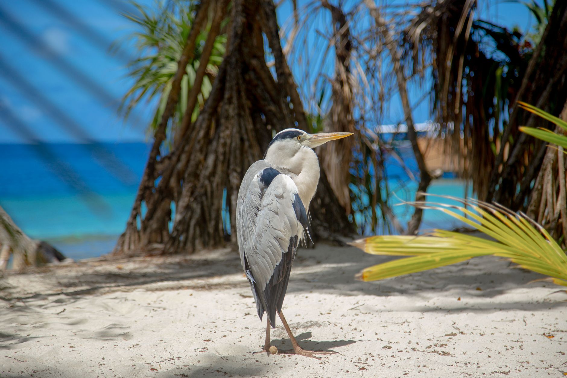 Heron Island — Heron Island