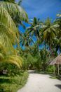 Brown Wooden Beach House Surrounded by Palm Trees