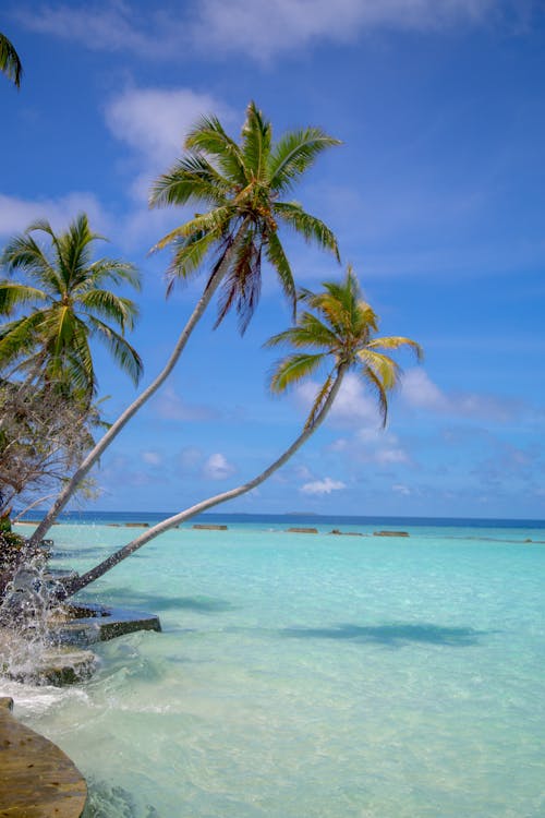 Бесплатное стоковое фото с берег моря, вертикальный выстрел, кокосовые пальмы