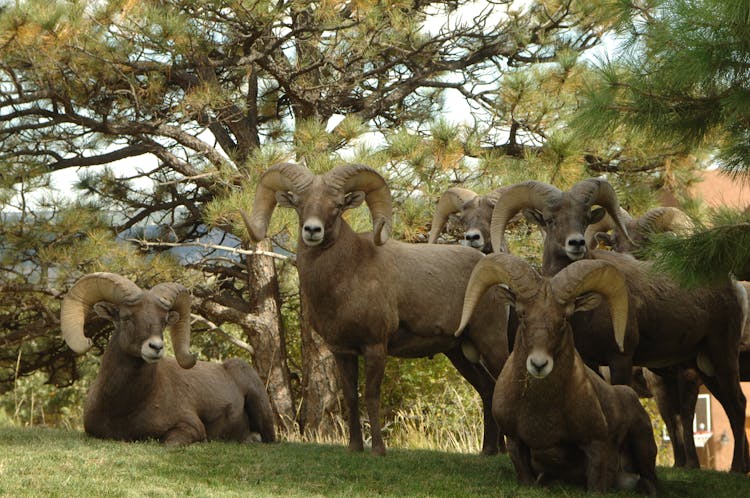 Five Ram Goats Beside Green Trees