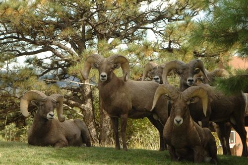 Free A group of bighorn sheep resting and standing amidst a wooded area, showcasing their impressive horns. Stock Photo