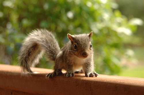 Selective Focus Photography of Brown Squirrel