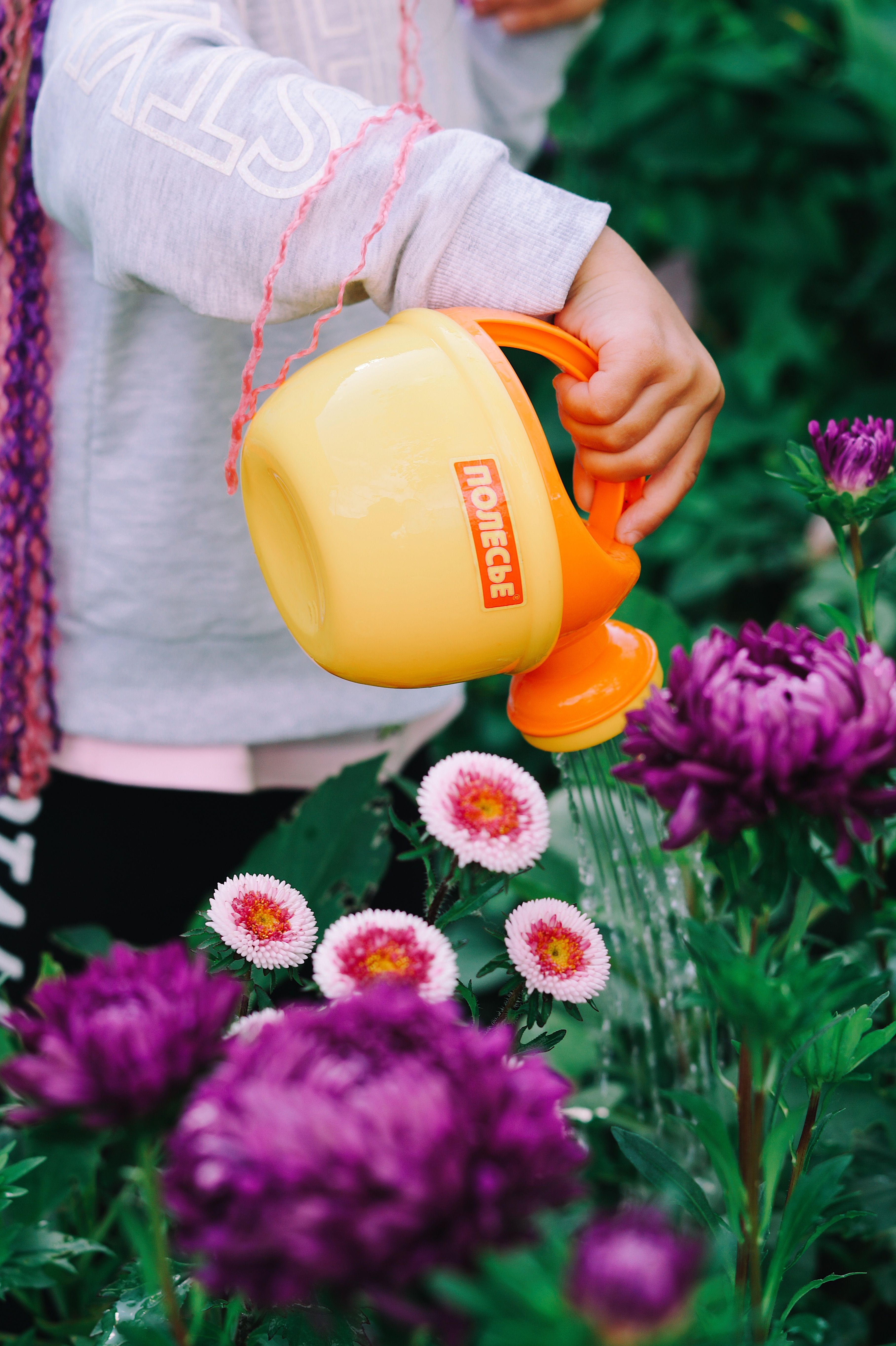 A child waters vibrant purple flowers in a garden with a yellow watering can.