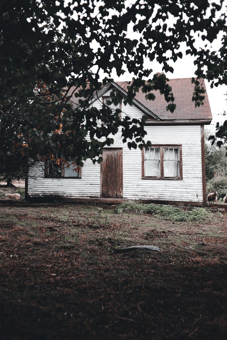 Sheep Outside A Wooden House