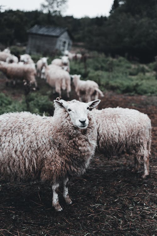 Immagine gratuita di animali, azienda agricola, bianco