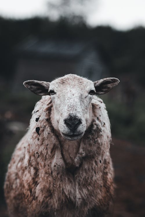 Close-up Photo of a Dirty Sheep
