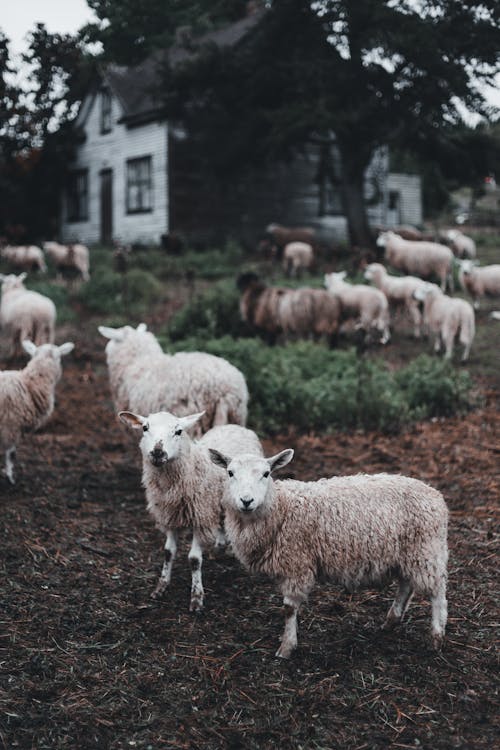 Herd of Sheep on Grass Field