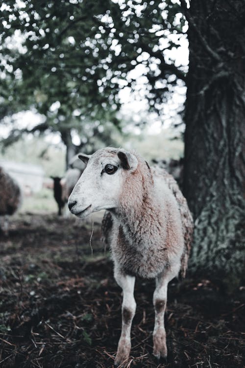 Close-up Photo of a Lamb