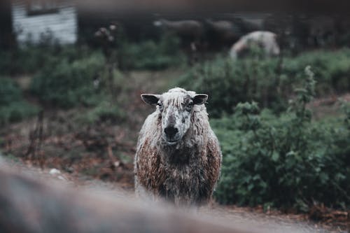 A Sheep on the Farm