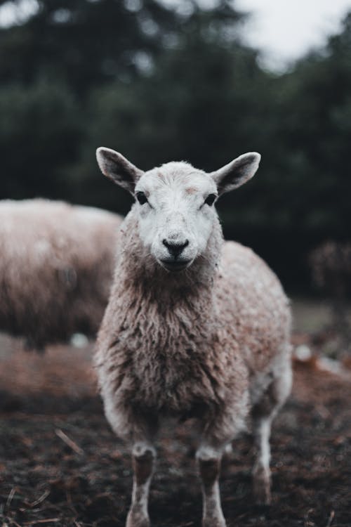 凝視, 動物攝影, 可愛 的 免費圖庫相片