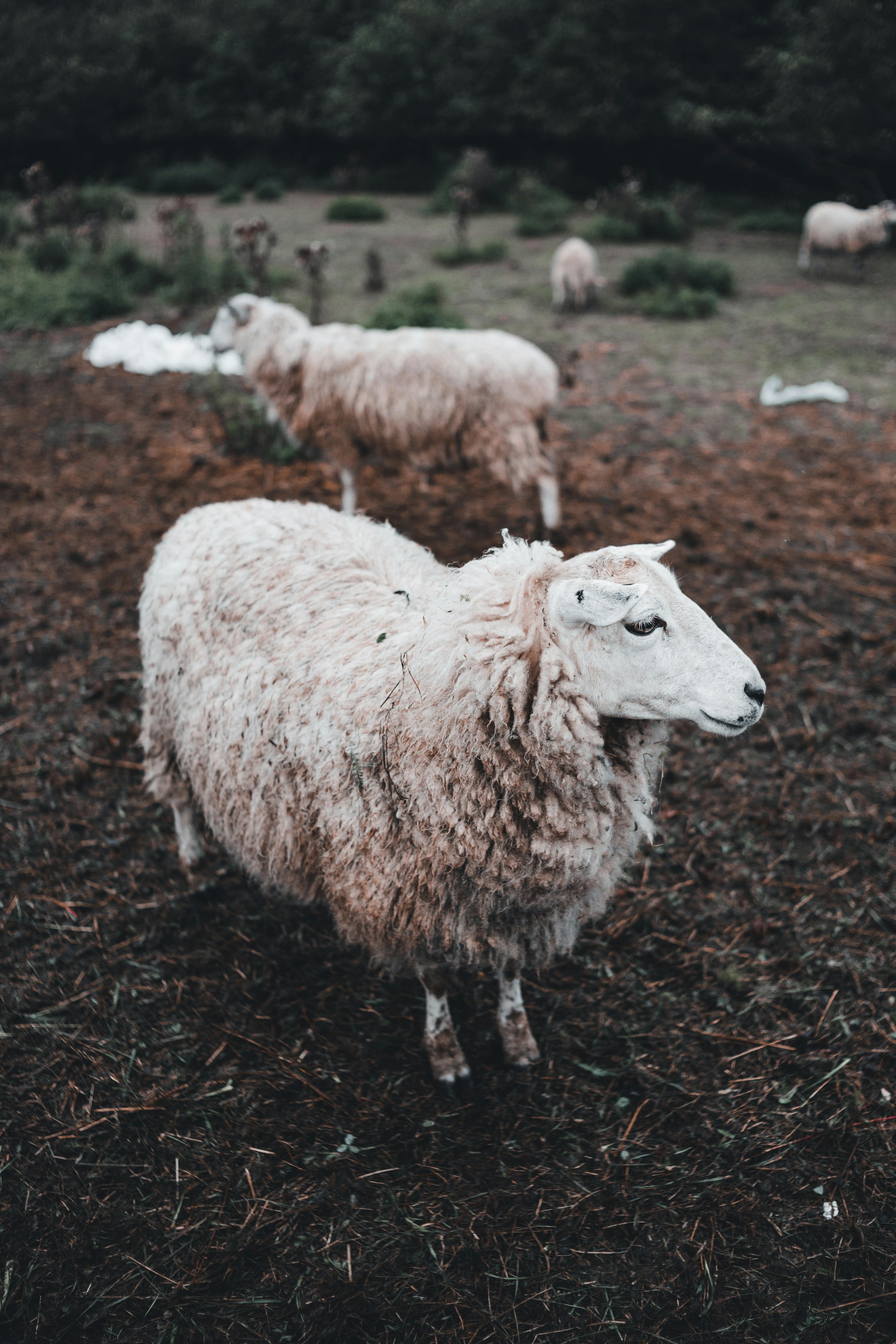 Beige Lamb · Free Stock Photo