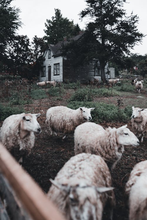 Herd of Sheep on Grass Field Near Wooden House