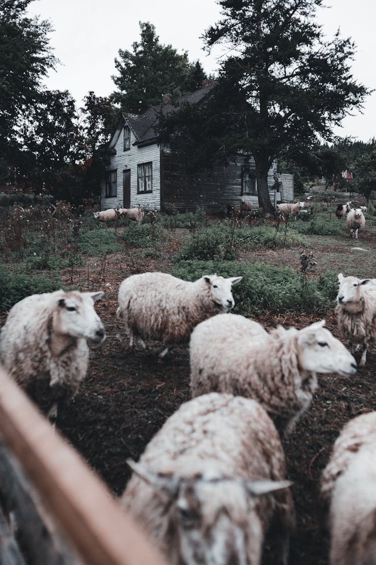 Herd Of Sheep On Grass Field Near Wooden House