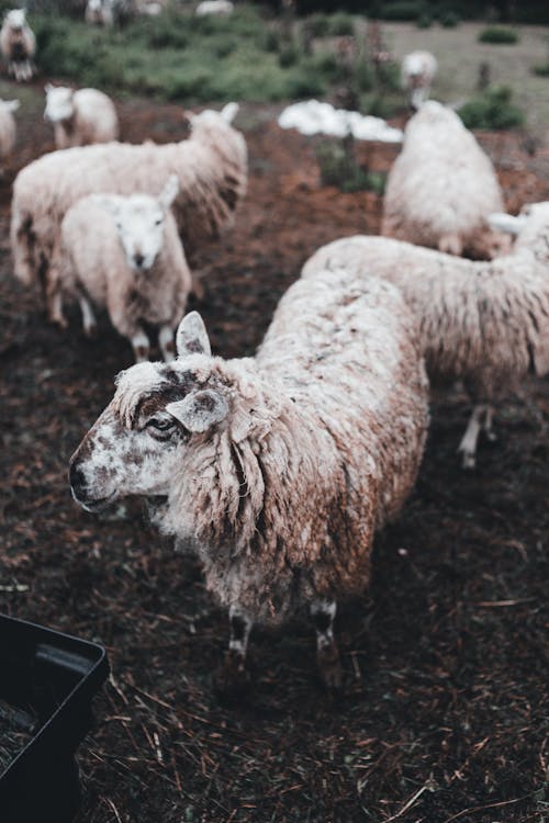 Herd of Sheep in the Farm