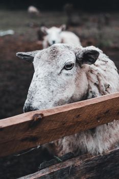 White Sheep on Brown Wooden Fence