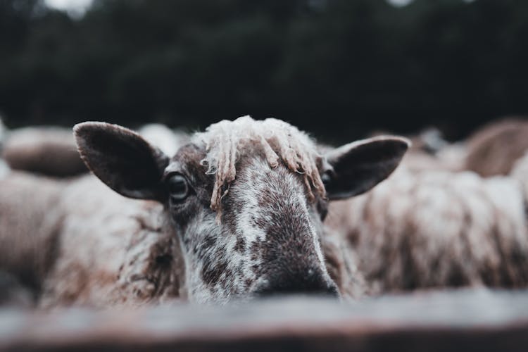 Sheep In Barn On Farm