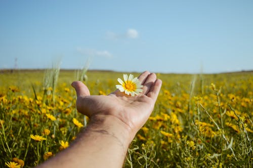 Free Person Holding White and Yellow Flower Stock Photo