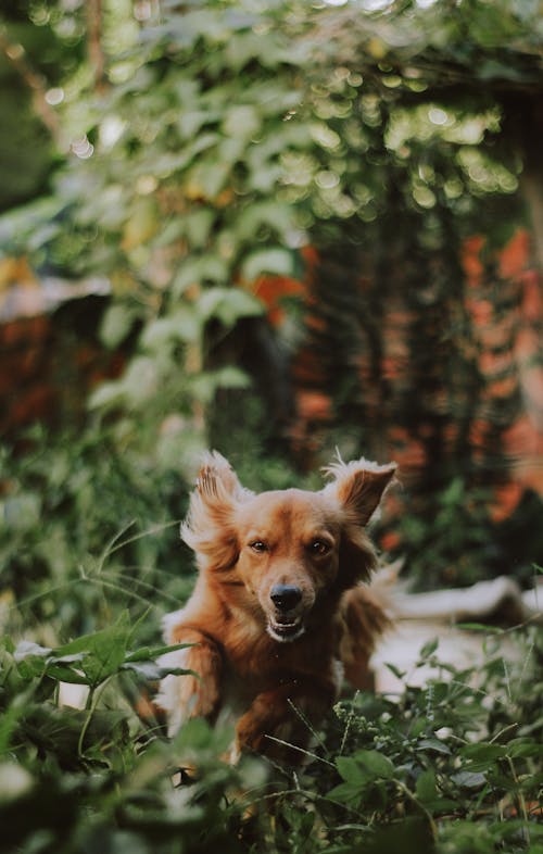 Jasnobrązowy Pies O średniej Sierści Biegnący Na Fotografii Zielonych Roślin