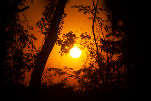 Free Captivating sunset silhouette of trees against an orange sky in Goiânia, Brazil. Stock Photo