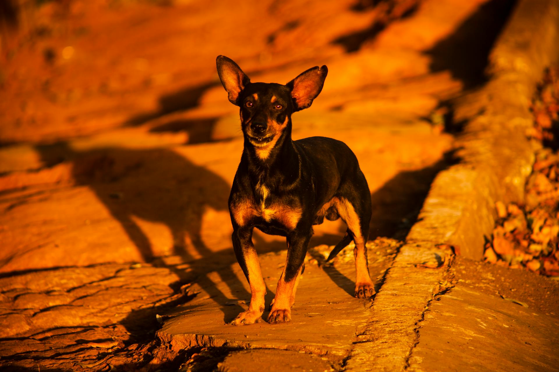 Chiot noir et brun en miniature