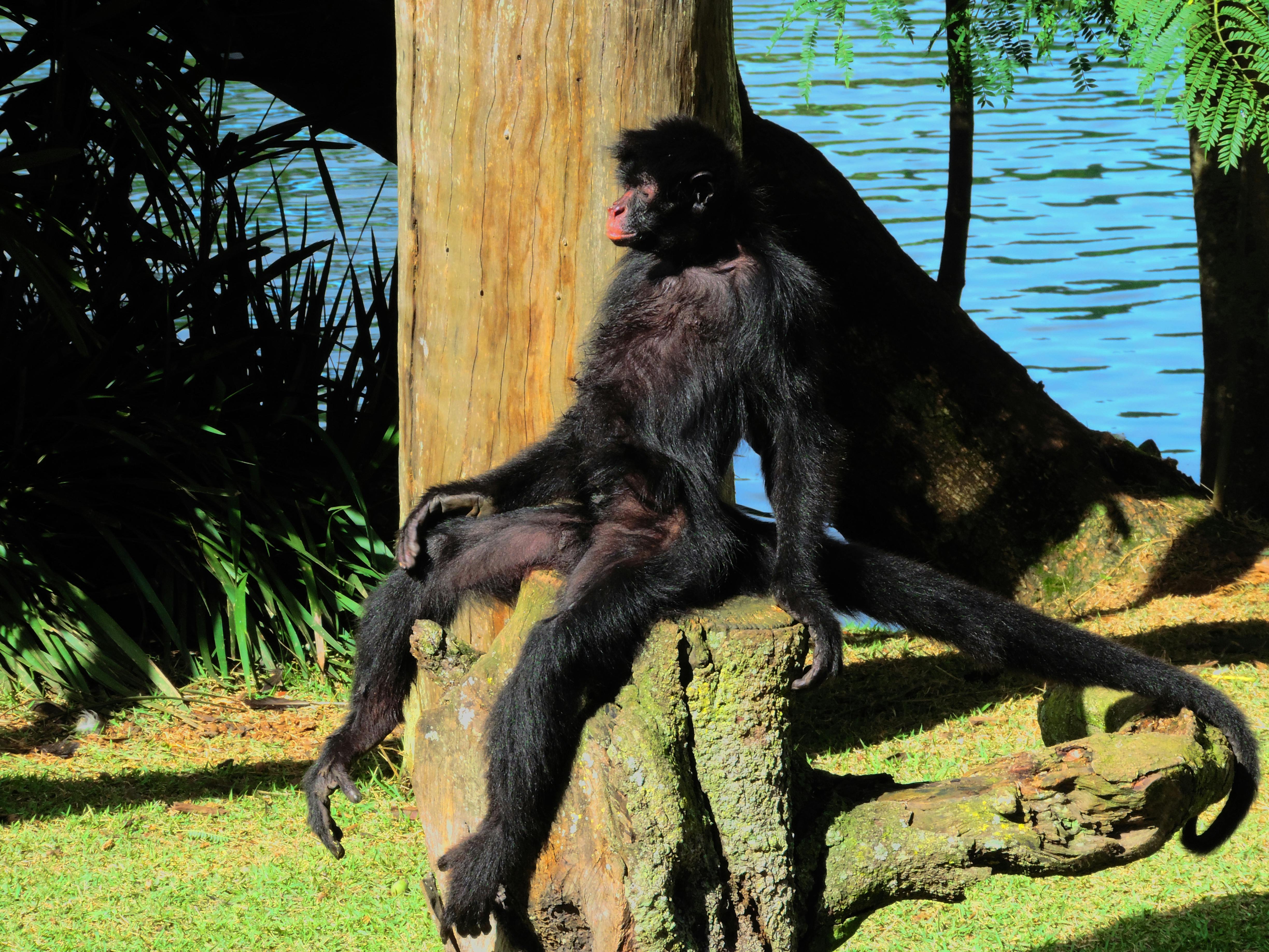 Free stock photo of ape Stock Photo