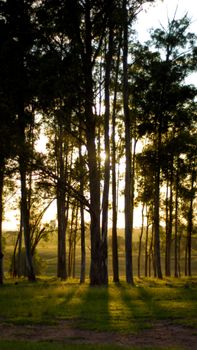 Peaceful forest with sunlight streaming through the trees at São José do Rio Preto, Brazil.