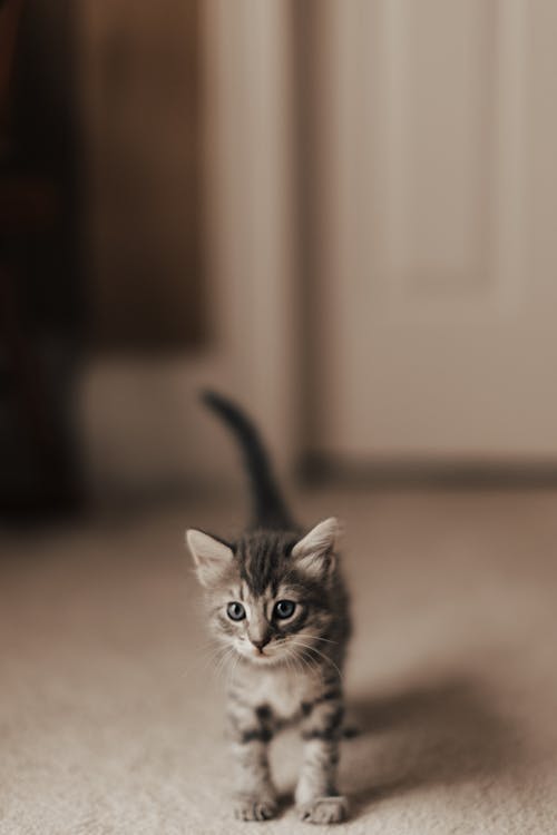 A Cute Cat Standing on the Floor
