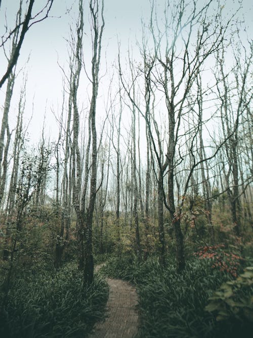 垂直拍摄, 季節, 无叶的树木 的 免费素材图片