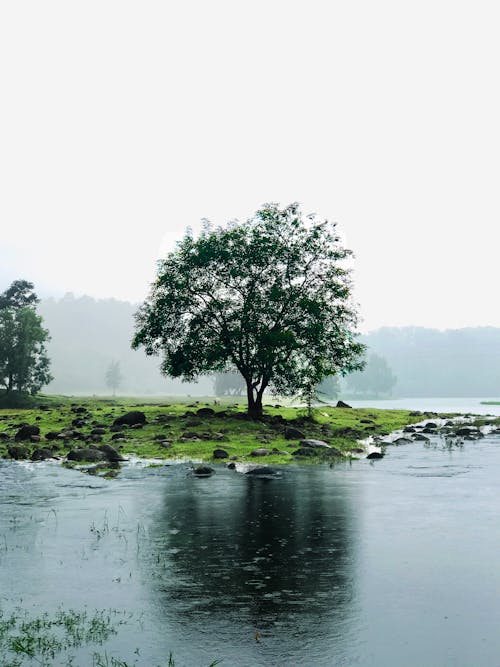 Green Tree Beside River